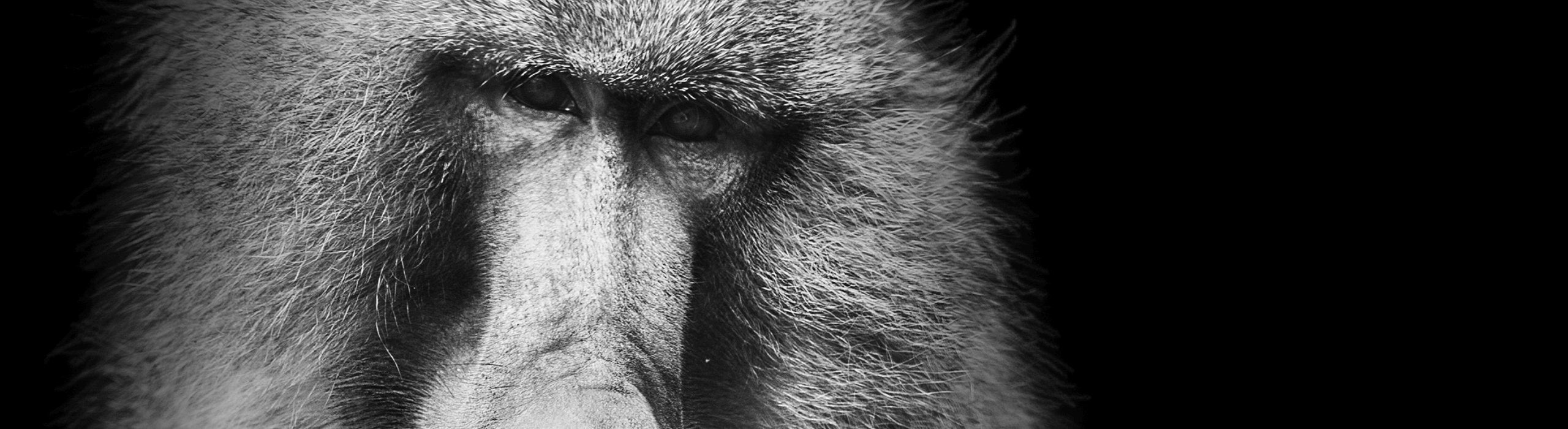 Black Baboon