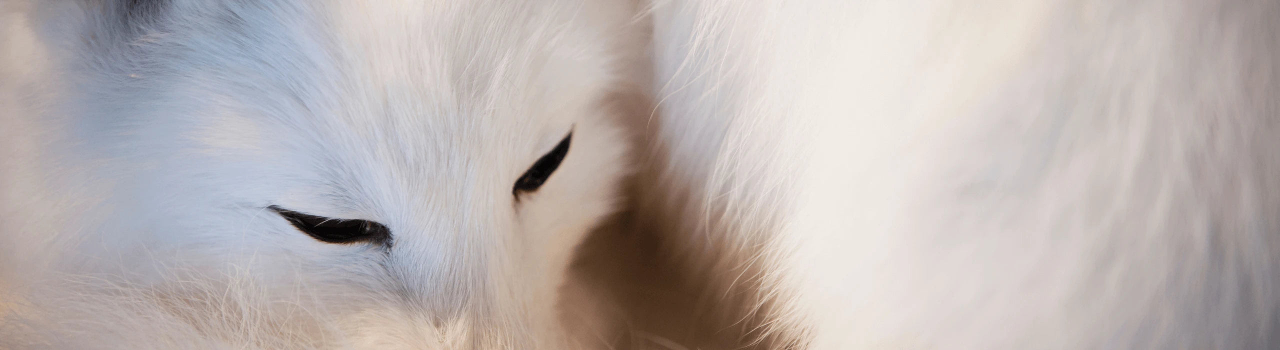 Nikotinové sáčky White Fox
